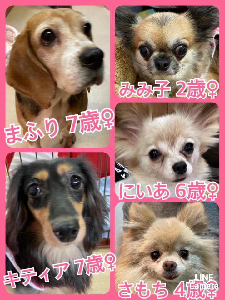 🐾今日の里親様募集中ワンコ🐶メンバーです🐾2021,8,19